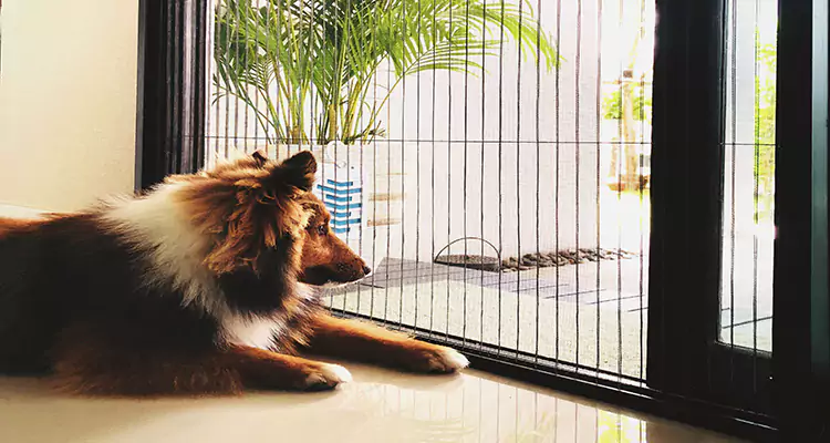 Sliding Screen Pet Door Repair in Fremont, CA
