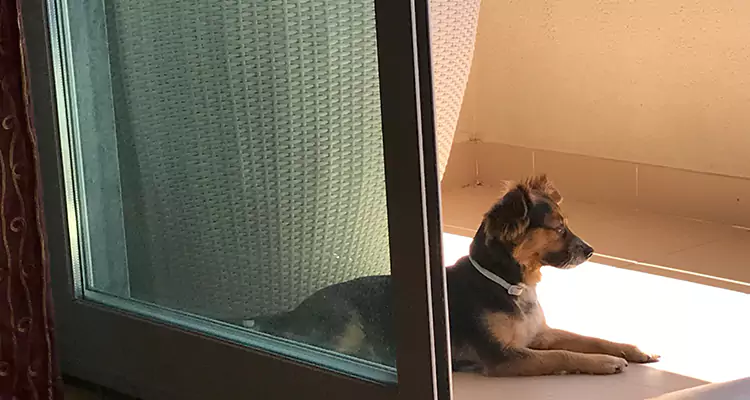 French Door Pet Screen Repair in Fremont, CA